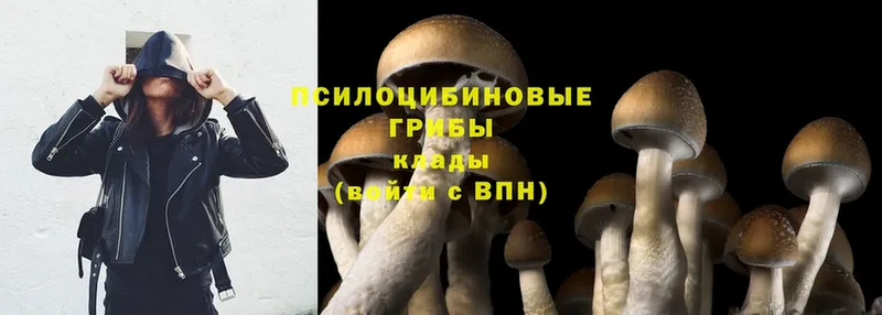 Псилоцибиновые грибы Psilocybe  Верхнеуральск 